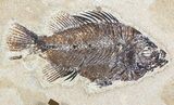 Tall Clock With Cockerellites Fish Fossil - Wyoming #51441-1
